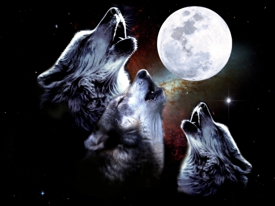 3 WOLF MOON Hoodie Sweatshirt mit Kapuze schwarz