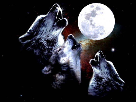 THREE MOON WOLF -T-SHIRT SHIRT 3MOONWOLF